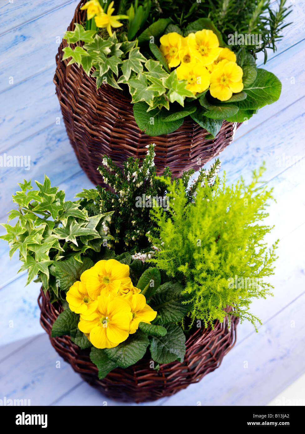 POTTED PLANTS IN WICKER BASKETS Stock Photo Alamy