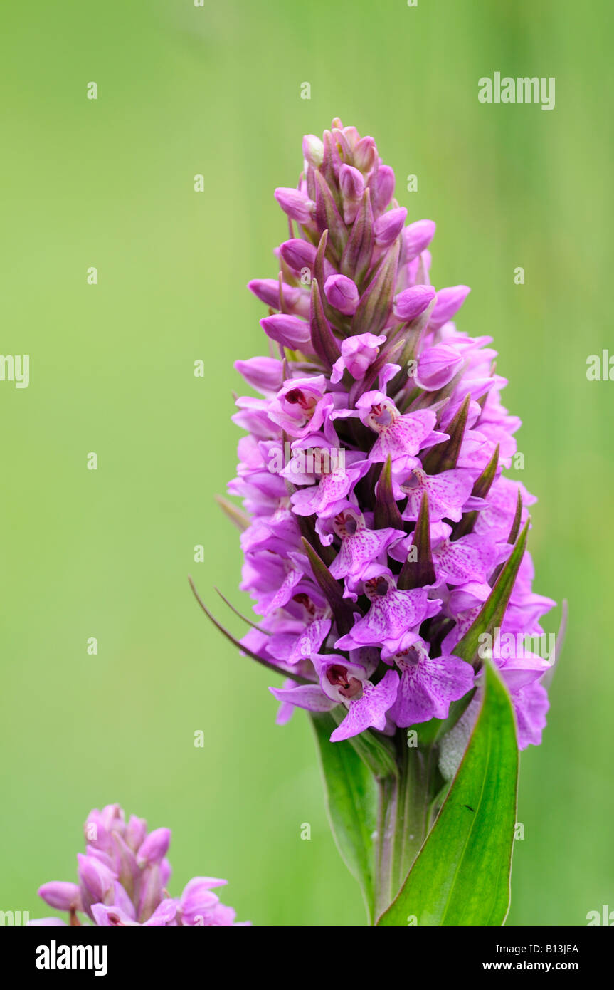 Southern Marsh Orchid Dactylorhiza praetermissa Stock Photo - Alamy