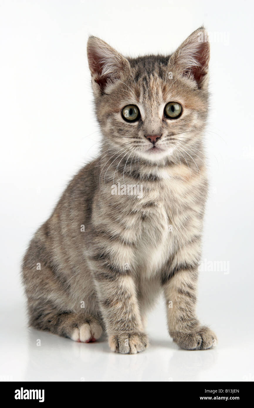 Perfect kitten Stock Photo