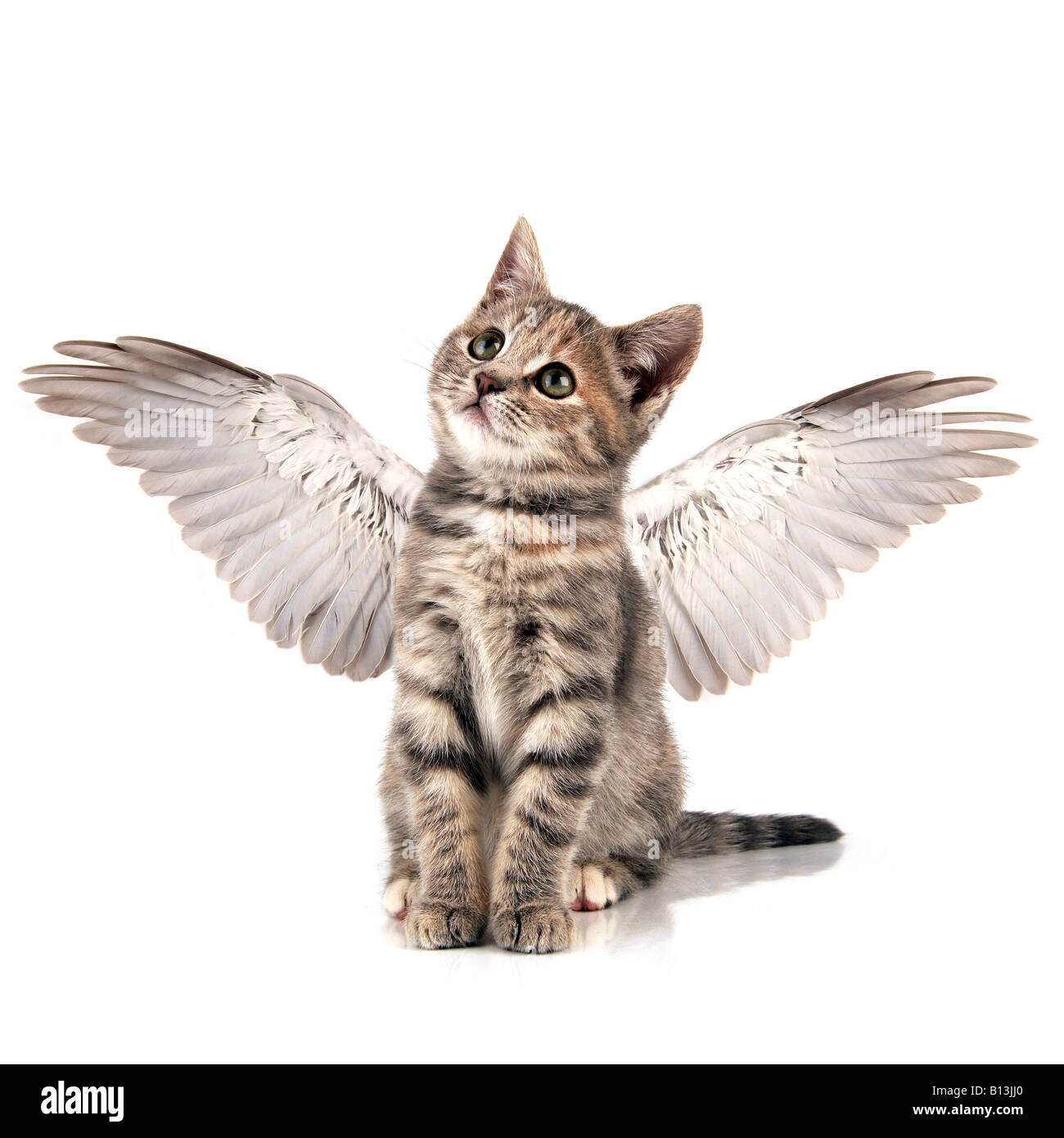 Angel kitten Stock Photo