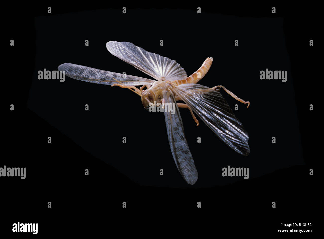 Criquet migrateur wanderheuschrecke migratory locust hires stock