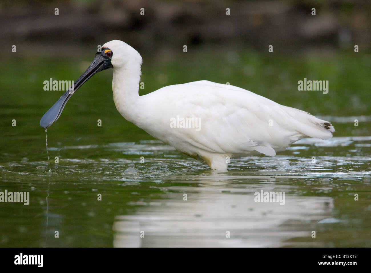 A Royal Spoonbill searches for something to eat Stock Photo - Alamy