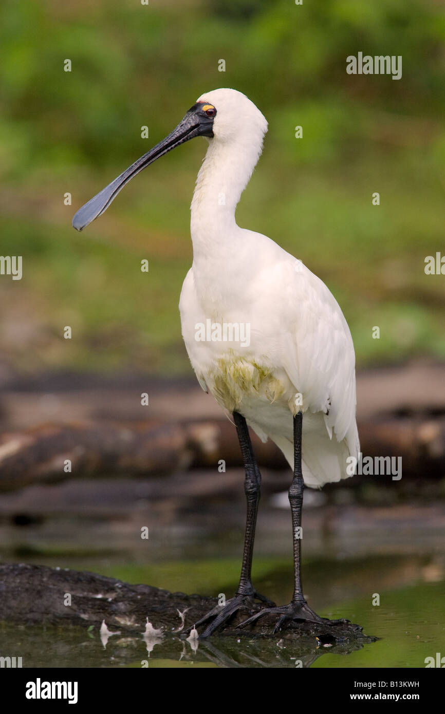 A Royal Spoonbill pauses from its breakfast Stock Photo - Alamy