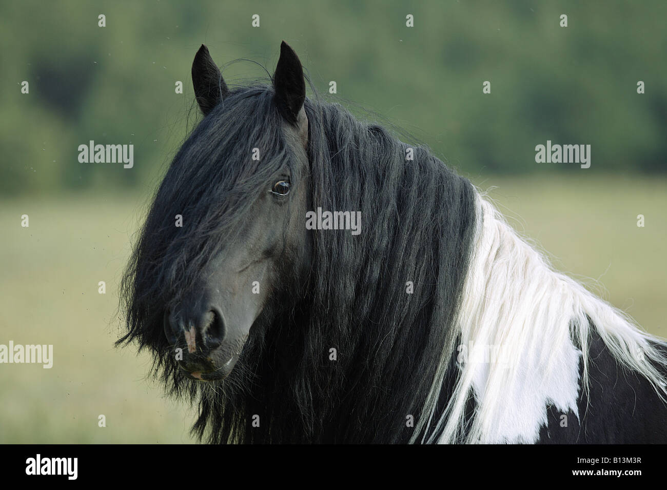 tinker pony - portrait Stock Photo - Alamy