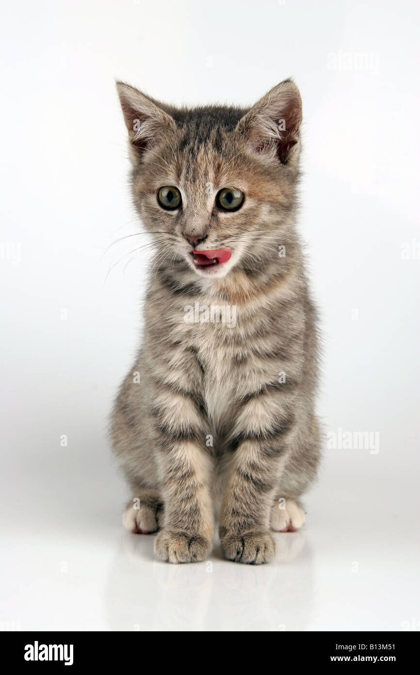 Hungry kitten Stock Photo