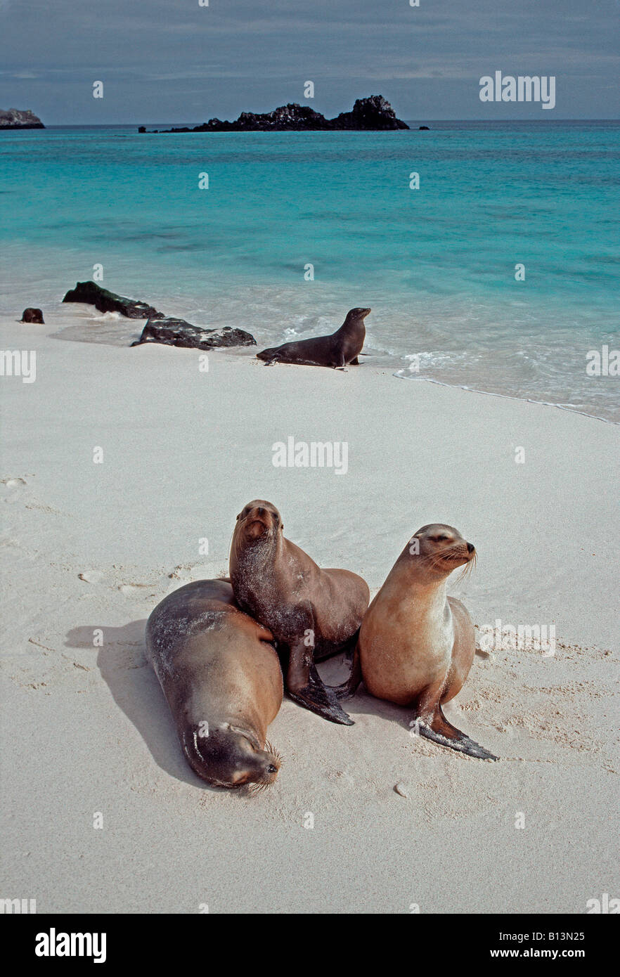 California Sea Lions, Hood Island, Galapagos, Ecuador Stock Photo Alamy