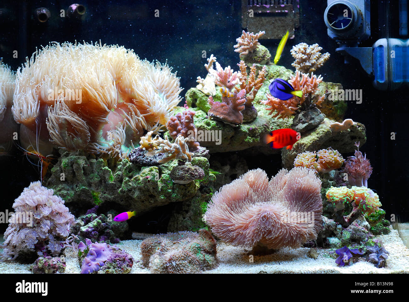 Reef Aquarium of coral Stock Photo - Alamy
