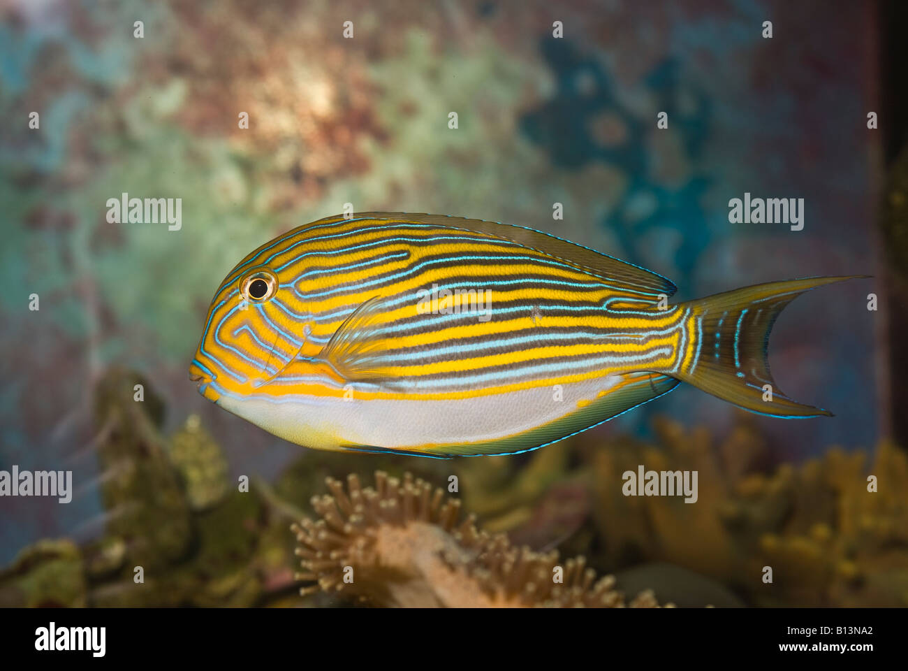 Acanturidae reef animal animals aquarium aquaria saltwater fish fishes  horizontal hi-res stock photography and images - Alamy