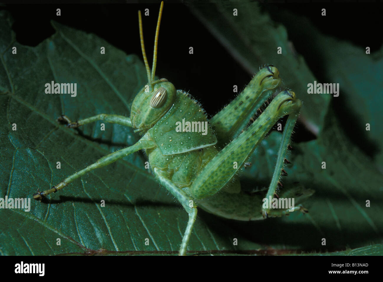 Sauterelle Bush Cricket Juvenile Sauterelle Bush Cricket Juvenile Senegal Afrique Stock Photo Alamy