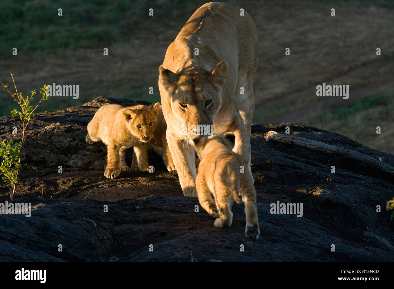 Lioness and two cubs watch intently as third cub approaches Side light early morning sunlight shines across their faces Stock Photo