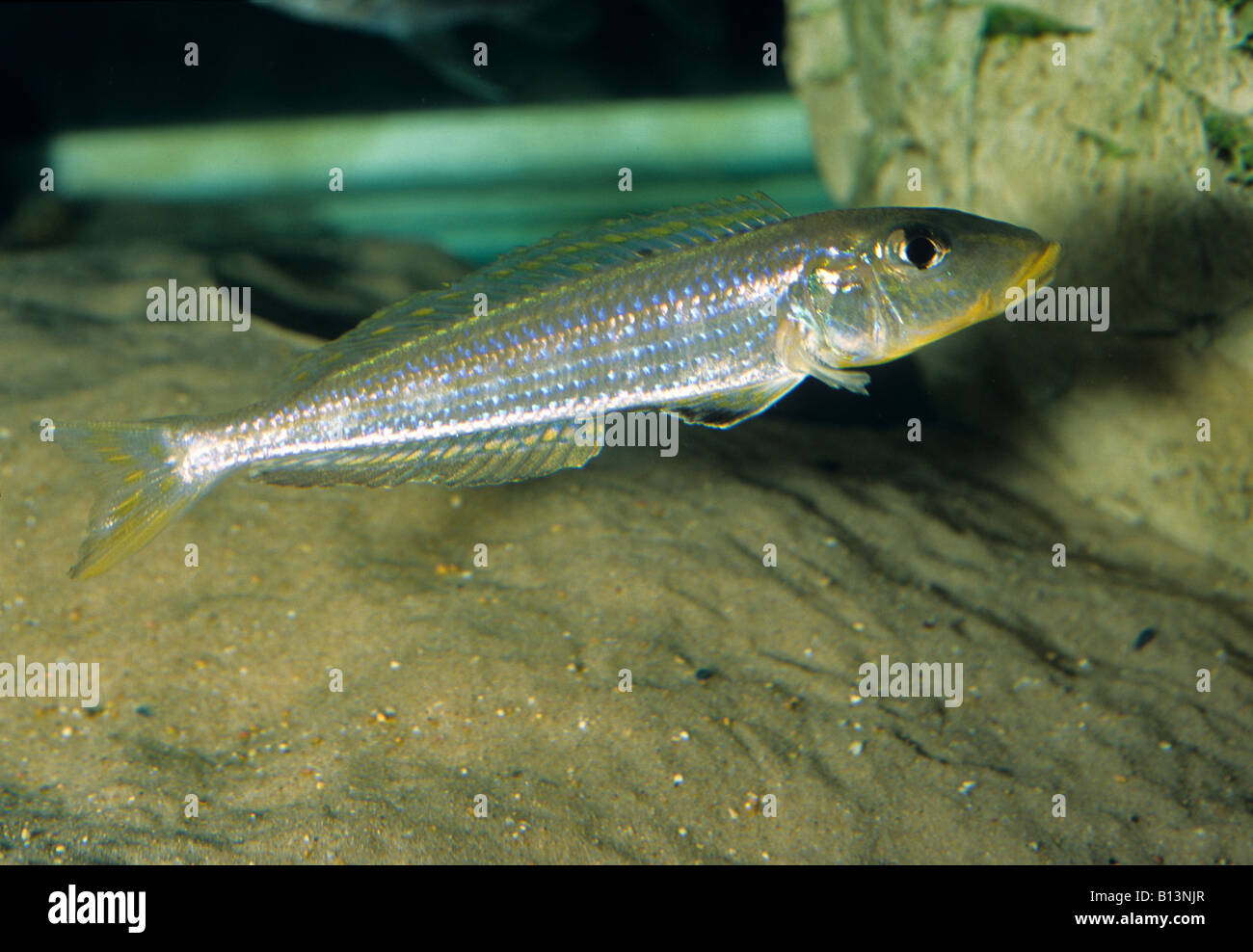 Enantiopus melanogenys, Tanganika Lake cichlid, Africa Stock Photo
