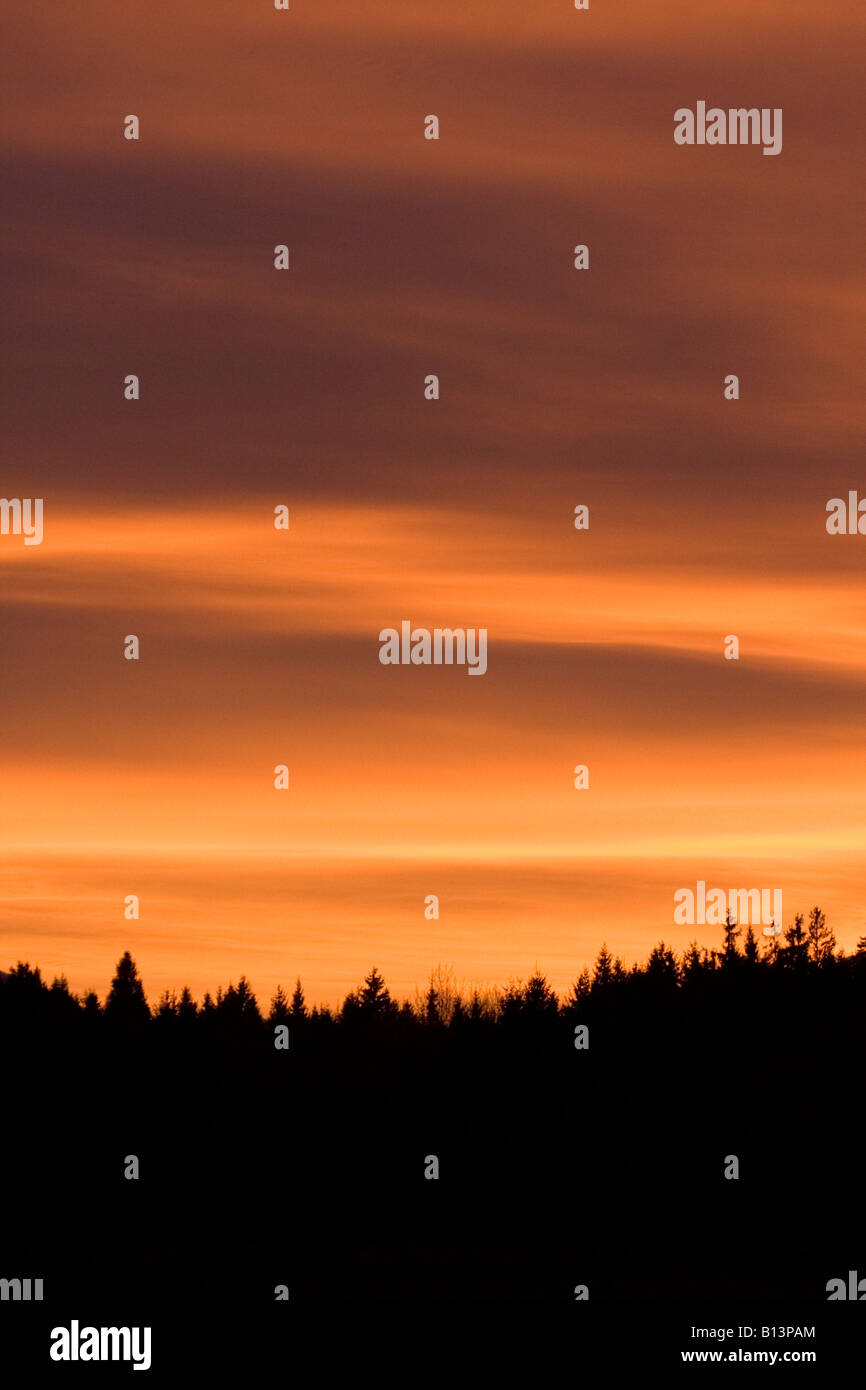 Forest in silhouette at sunset Stock Photo - Alamy