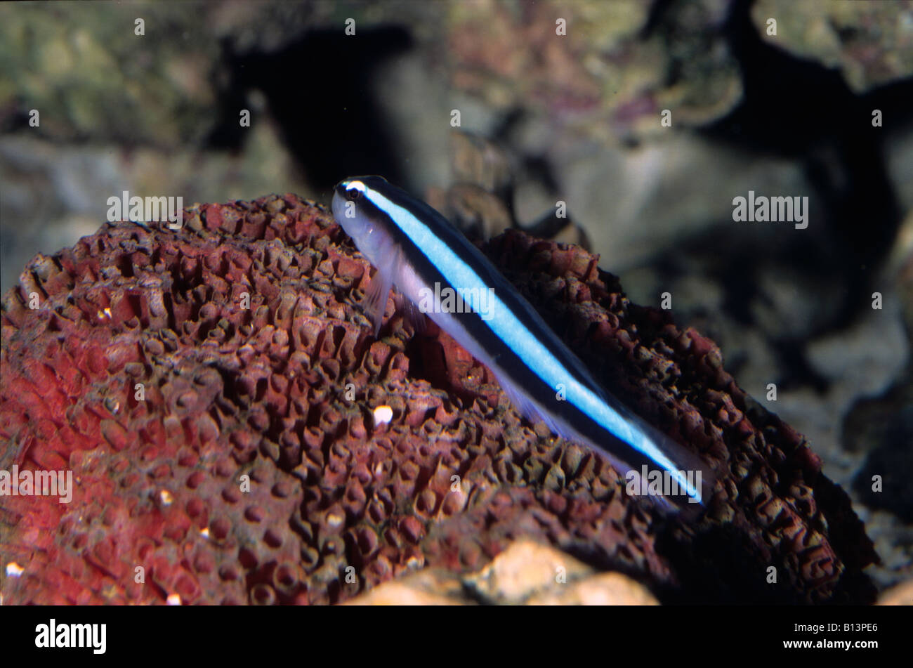 Gobiosoma oceanops, Neon Goby, Gobidae Stock Photo
