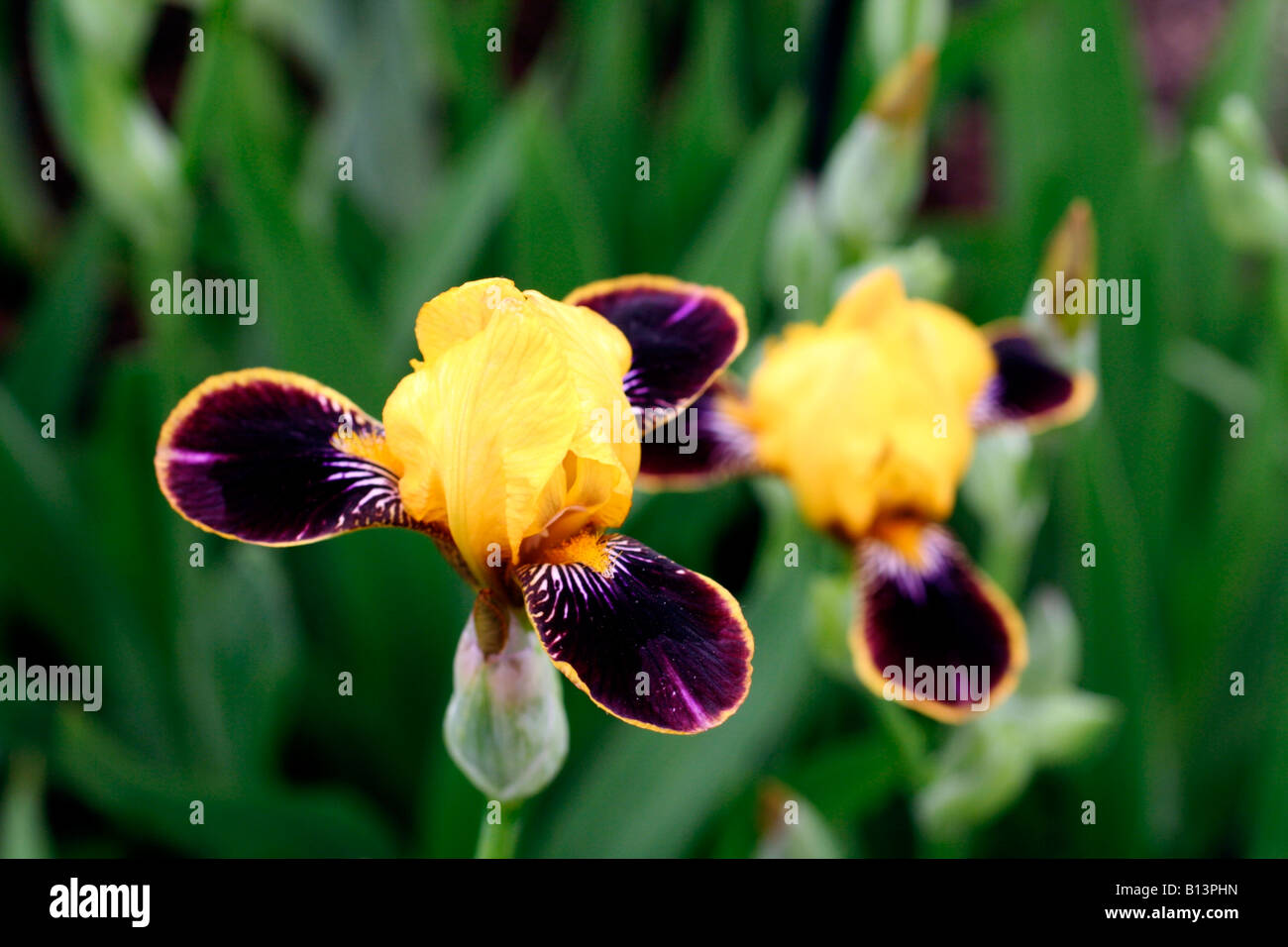 IRIS BUMBLEBEE DEELITE AGM Stock Photo - Alamy