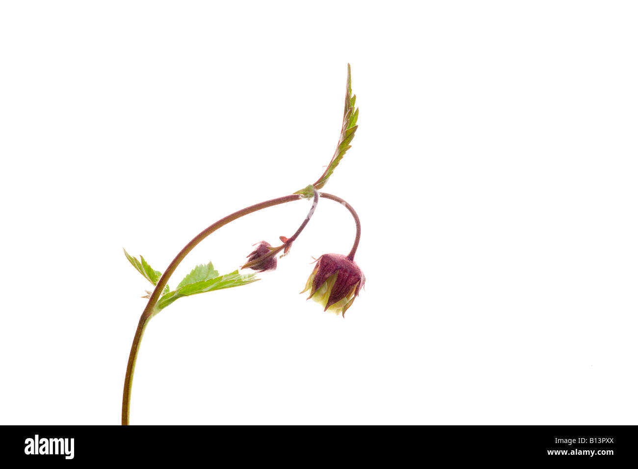 Water avens against white background Stock Photo