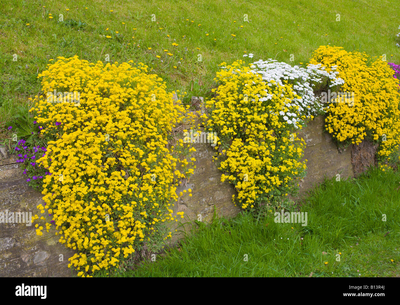 Alyssum saxatile and White Rock plant growing down a wall Stock Photo