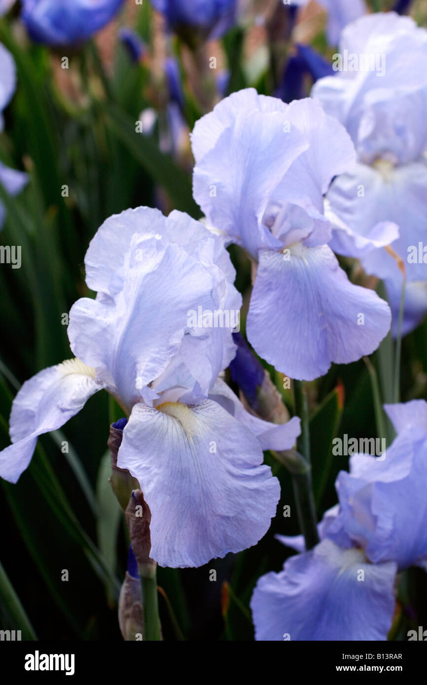 IRIS JANE PHILLIPS Stock Photo Alamy
