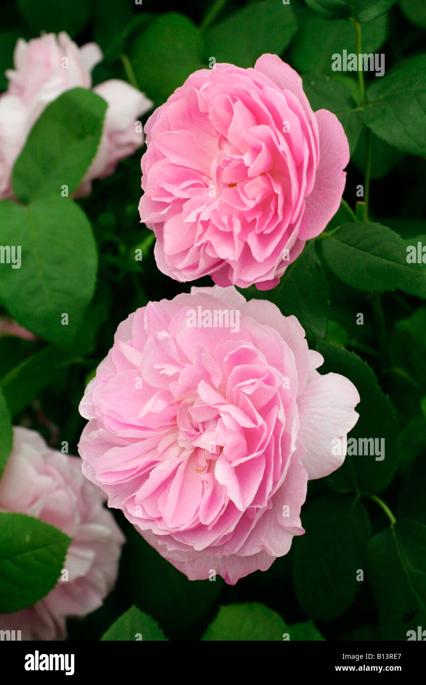 ROSA MARY ROSE DAVID AUSTIN NEW ENGLISH ROSE Stock Photo