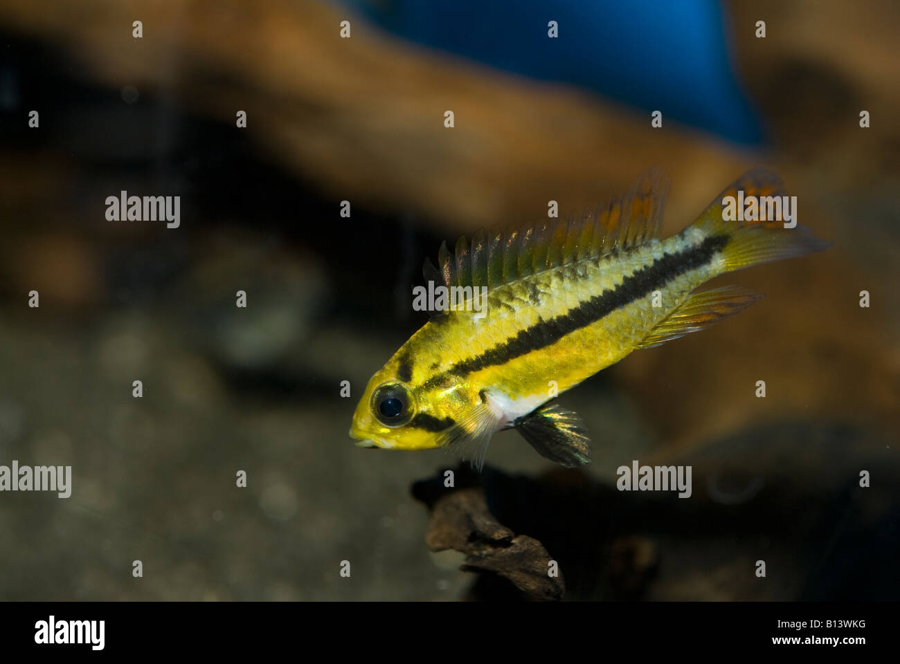 Apistogramma cacatuoides, female, Dwart Cichlids, aquarium tropical fish Stock Photo
