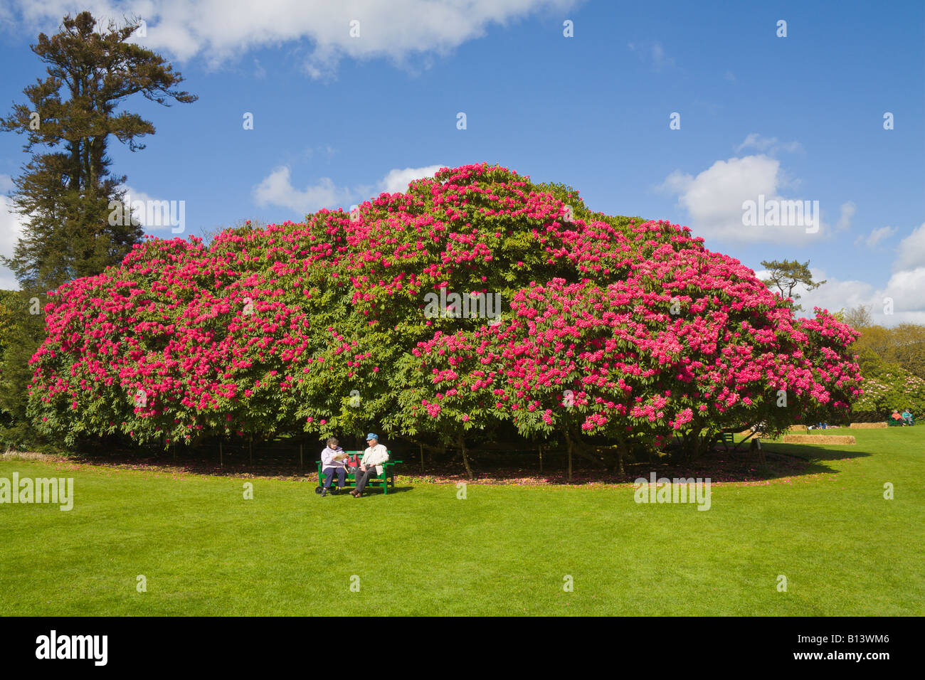Couple sitting in front of large Rhododendron shrub, Lost Gardens of Heligan, Cornwall, England Stock Photo