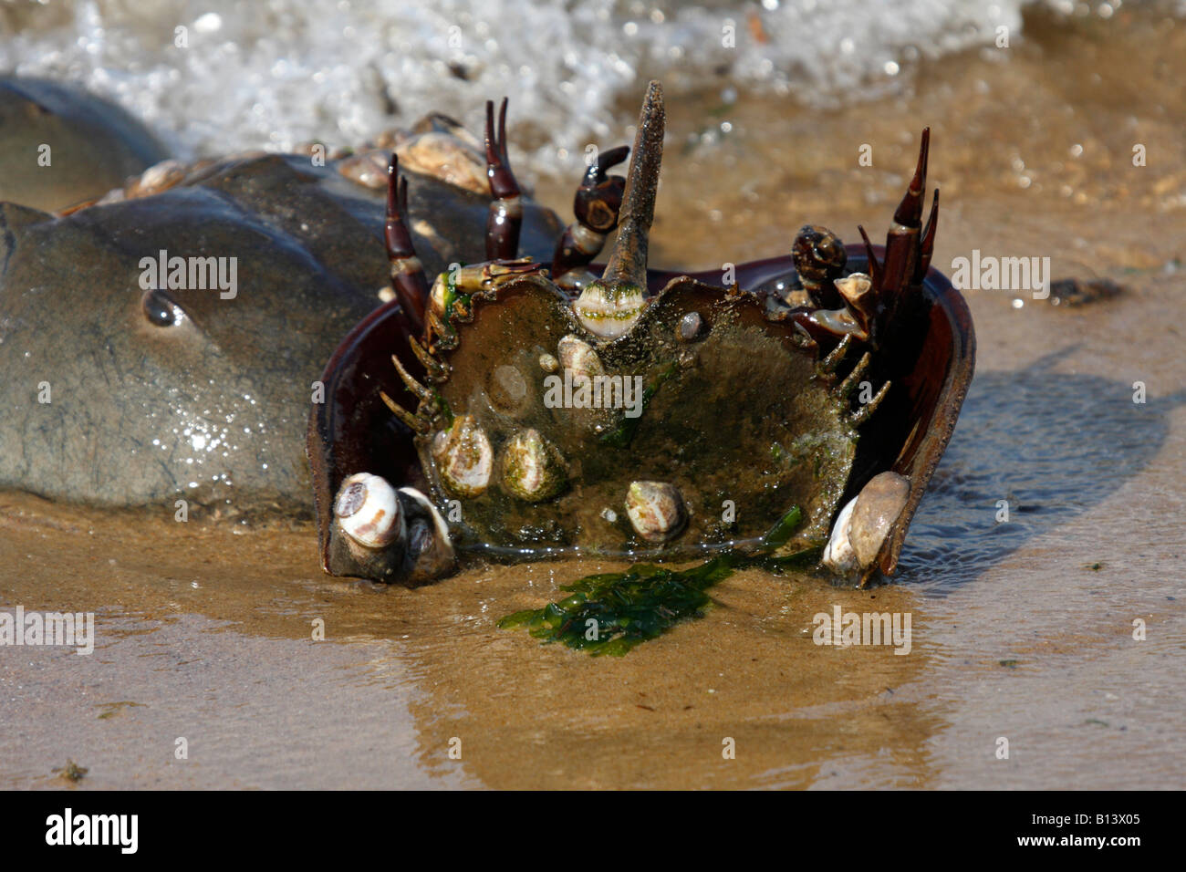 Horseshoe crabs mating on beach hires stock photography and images Alamy