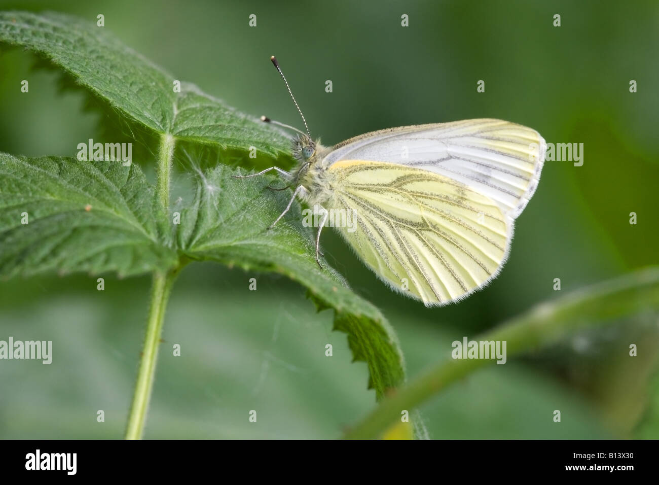 Green-veined White Artogeia napi adult butterfly at rest on a leaf with wings closed Stock Photo