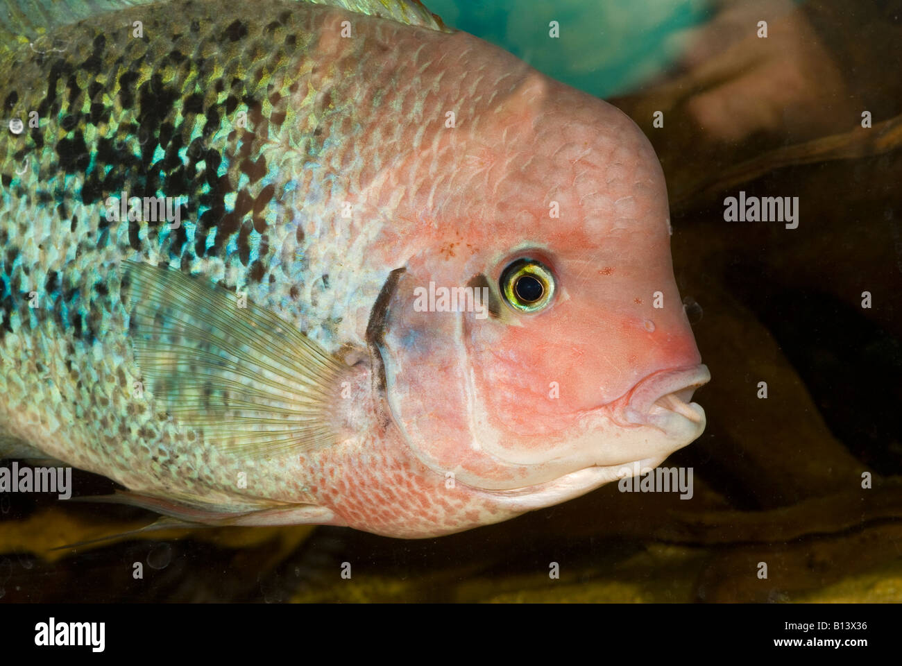Vieja synspila, Redhead Cichlid, Cichlidae, South America, male Stock Photo