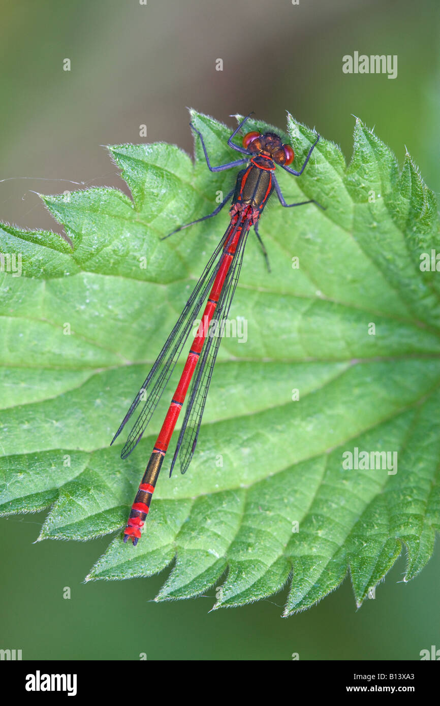 Red damselfly on leaf hi-res stock photography and images - Alamy
