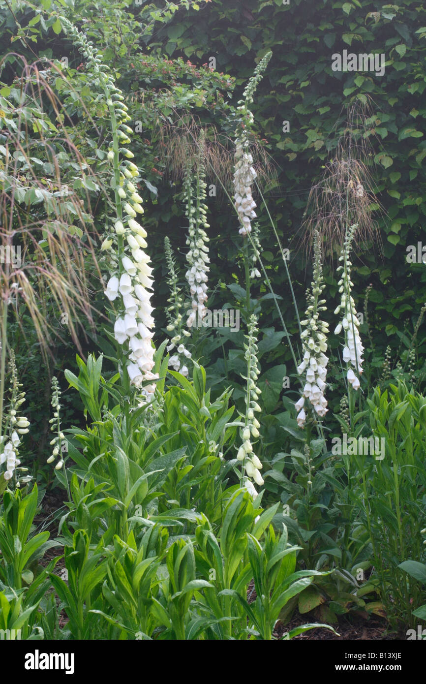 DIGITALIS PURPUREA ALBA WHITE FOXGLOVES WITH STIPA GIGANTEA Stock Photo Alamy