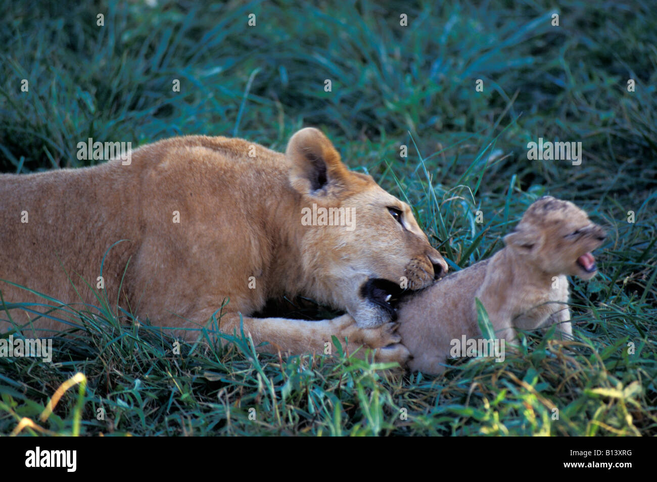 Afrikanischer Loewe African Lion Panthera leo female with cub affection Africa Afrika animal behavior behaviour big cat Carnivor Stock Photo