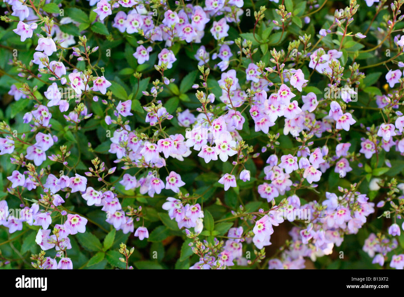 PARAHEBE CATARRACTAE Stock Photo
