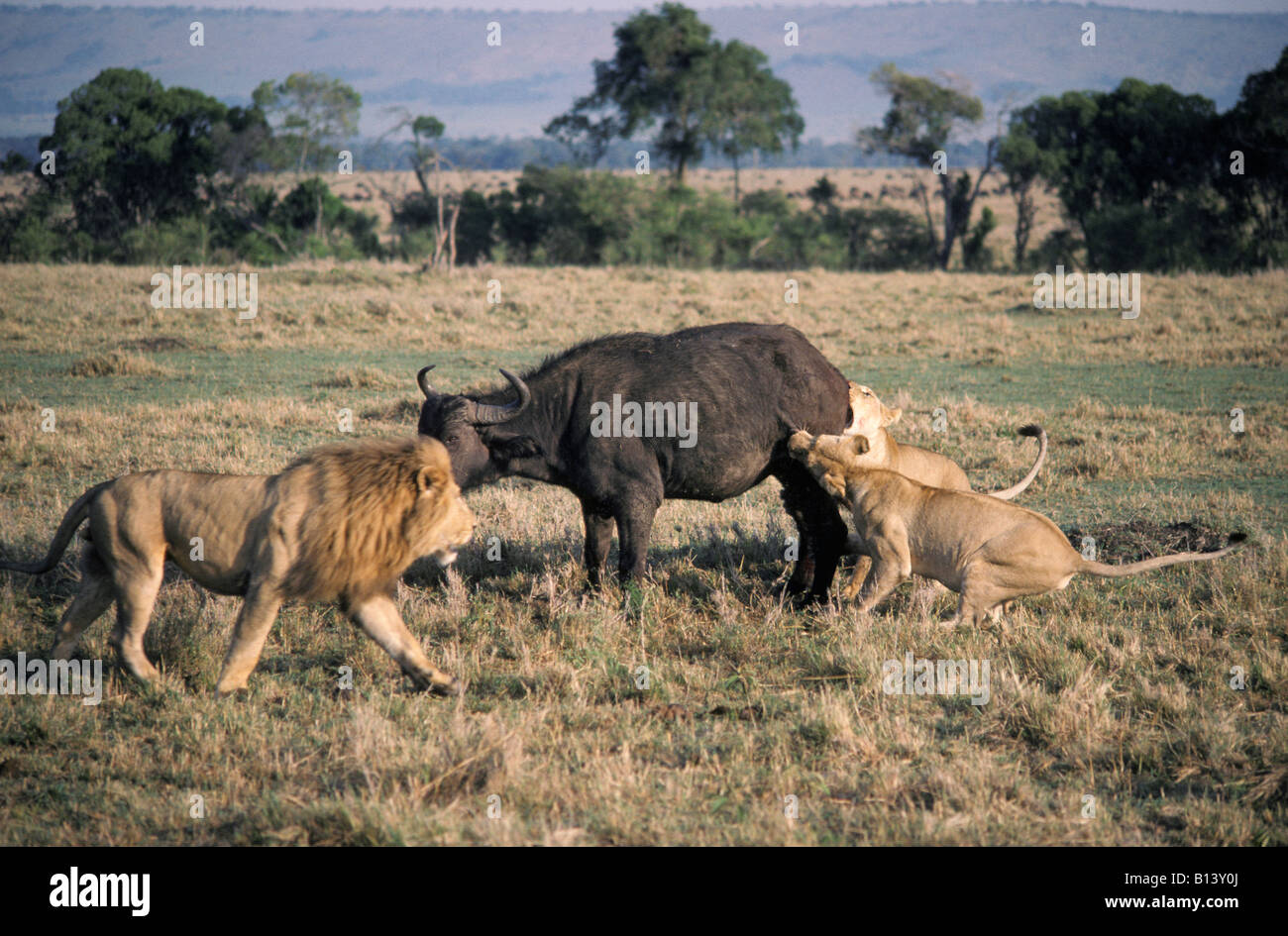 Lions Panthera leo hunting a pregnant female buffalo Masai Mara Kenya Africa African aggression aggressive animal animals attac Stock Photo