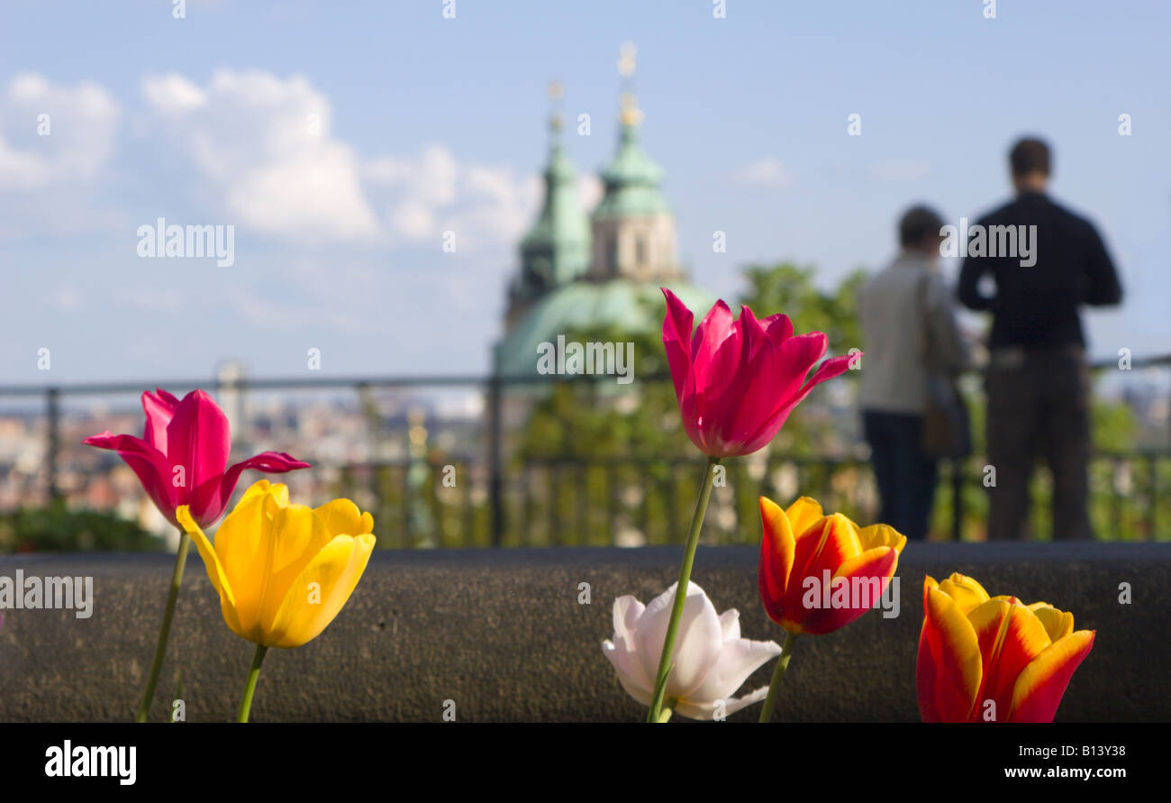 Prague tulip hires stock photography and images Alamy