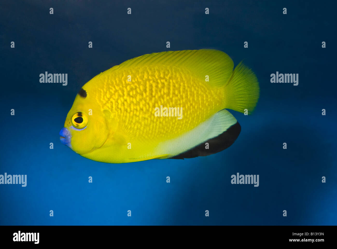 Apolemichthys trimaculatus, Angel Fish, Pomacanthidae Stock Photo