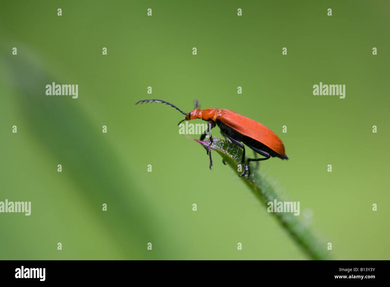 Agree, Adult insect Assured, Adult insect you incorrect