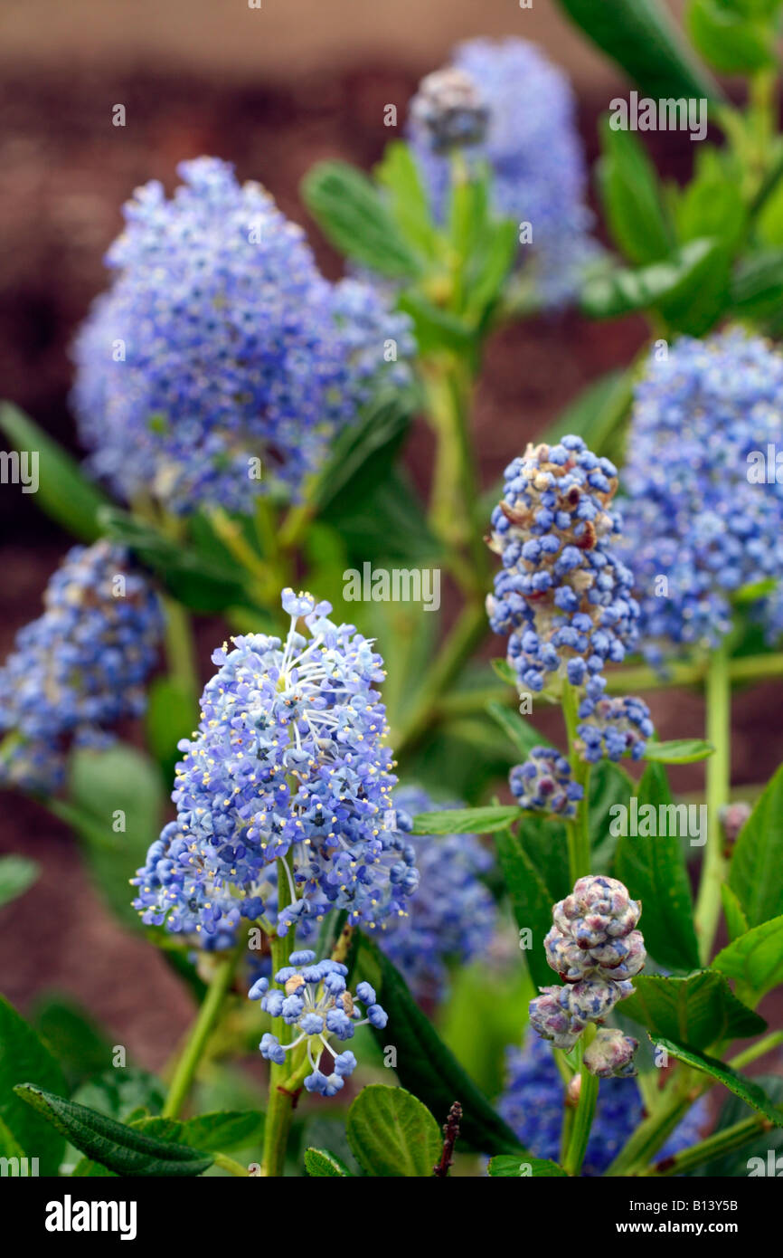 CEANOTHUS THYRSIFLORUS SKYLARK AGM THE TRUE FORM KINDLY SUPPLIED BY THE INTRODUCER PHILIP MCMILLAN BROWSE Stock Photo