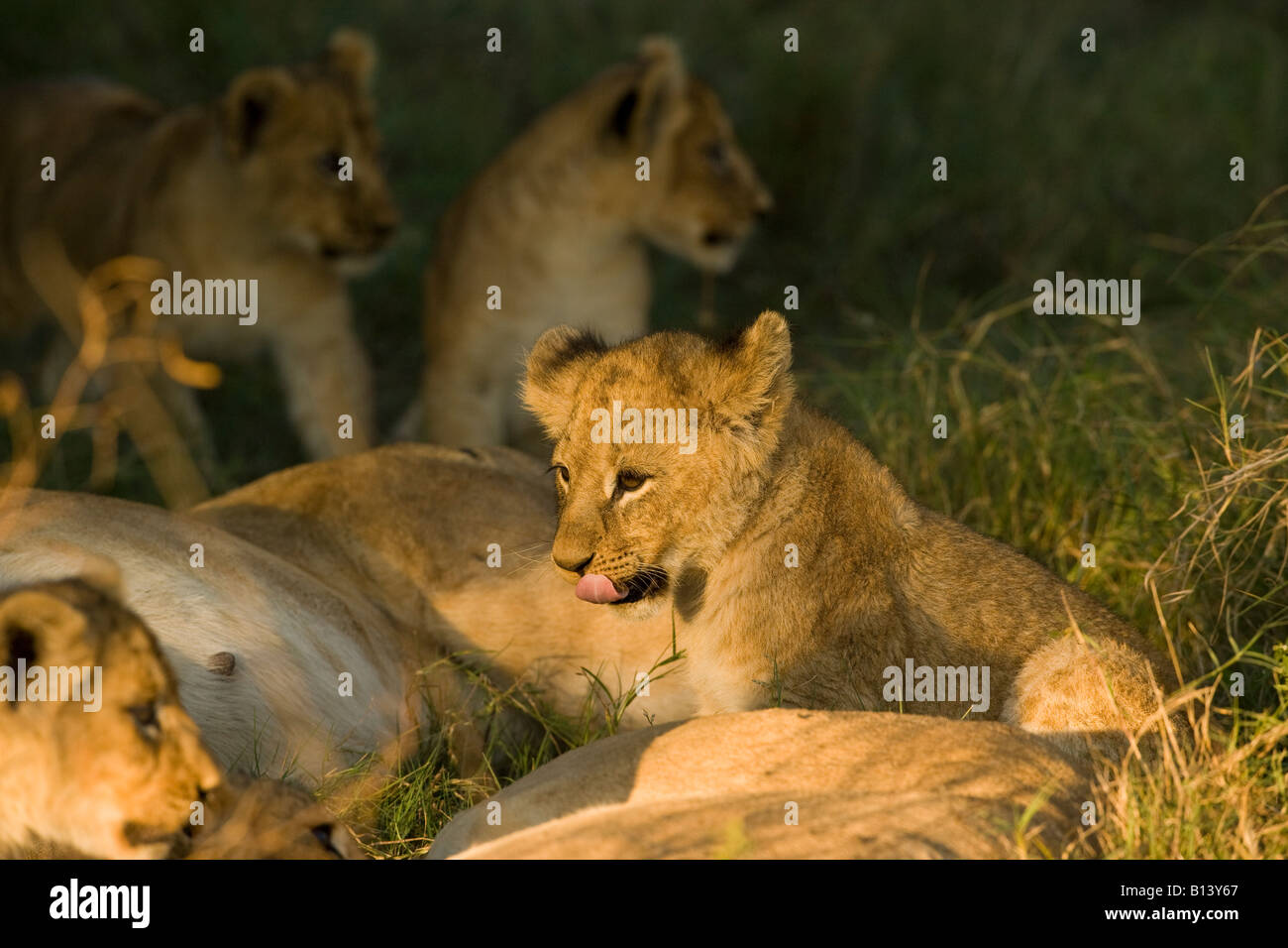 Humorous portrait of lions, Panthera Leo, adult resting and cub playing, tongue out, in warm sunlight of Okavango Delta Botswana Africa Stock Photo