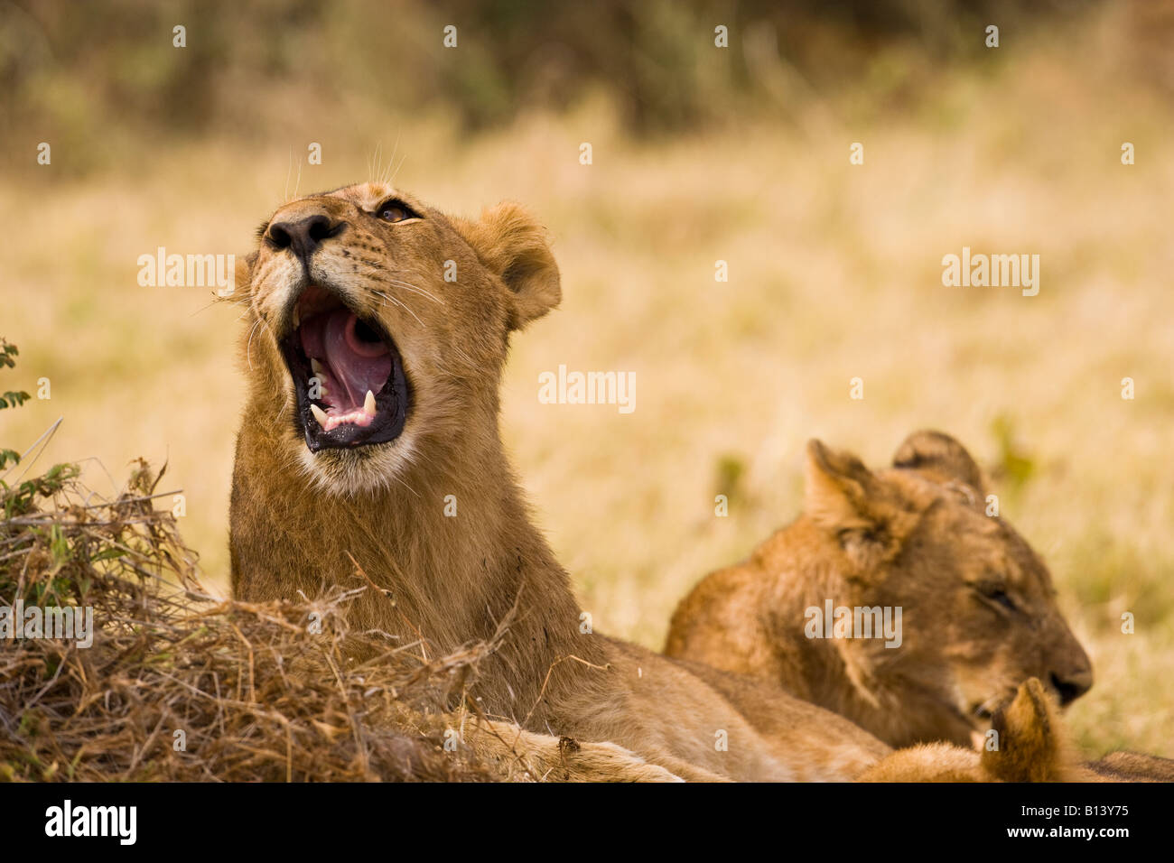 Humorous pose of young African lion mouth open wide, Panthera Leo, 1 singing while resting in warm sunlight 1 lion sleeping background Stock Photo