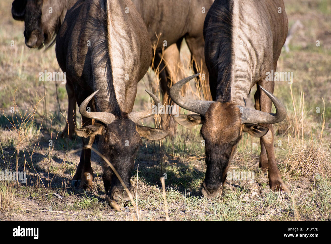 Water Buffalo in South Africa Stock Photo Alamy