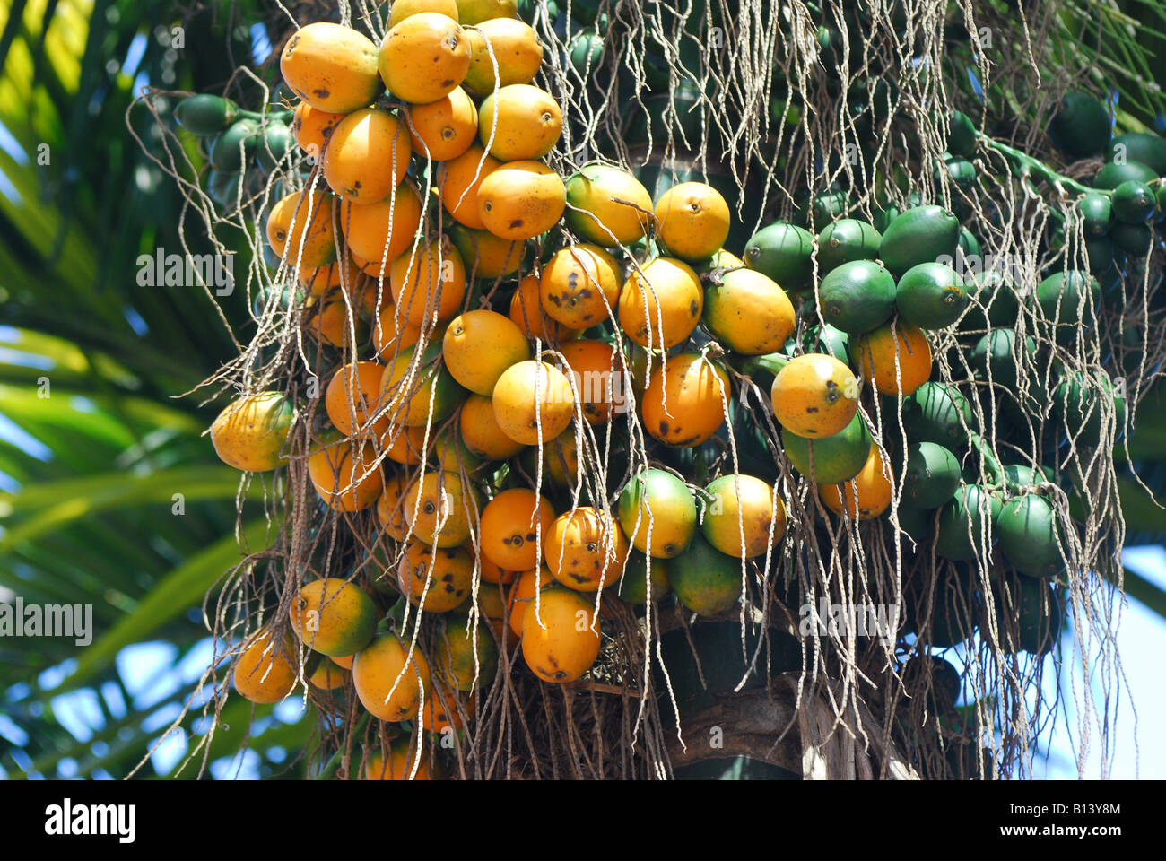 Clusters of areca nuts on tree Stock Photo Alamy