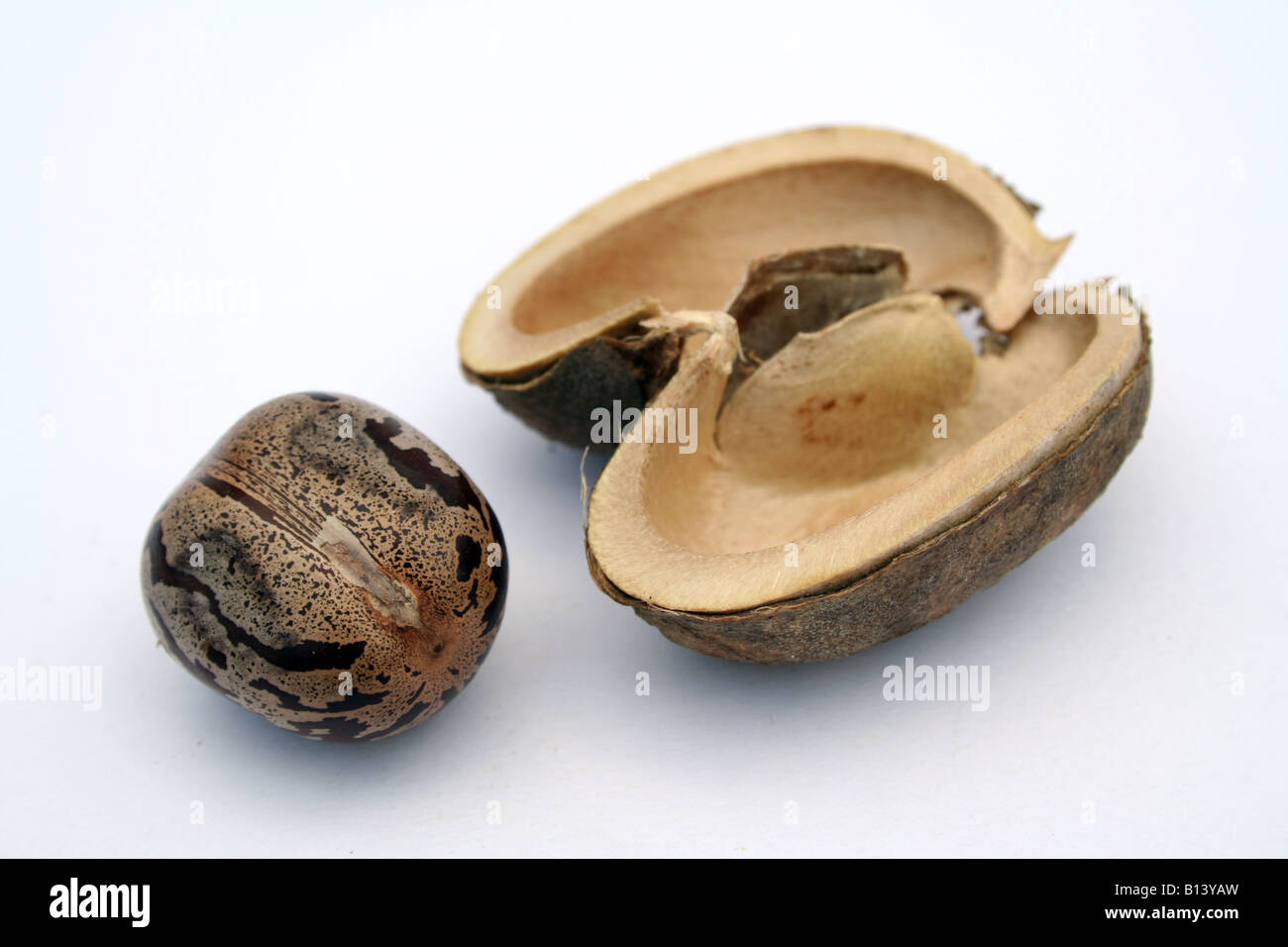 Rubber tree seed Stock Photo Alamy