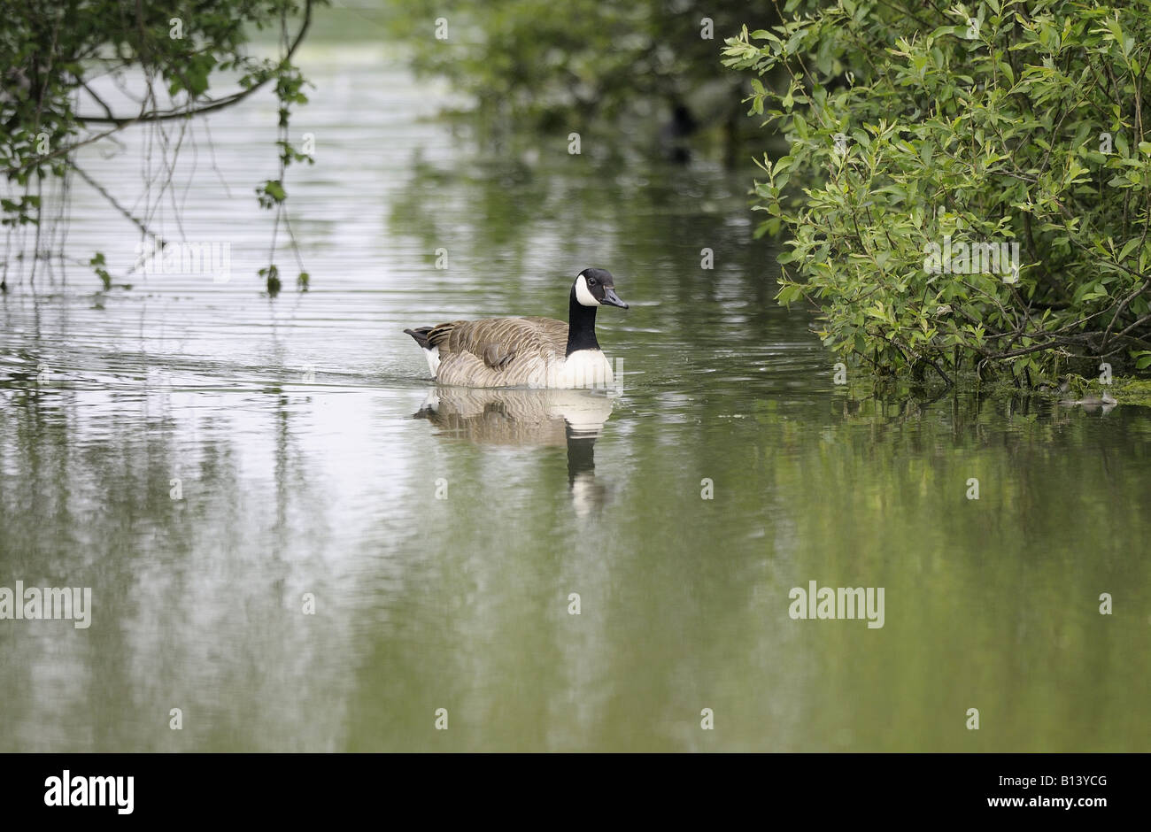 Canada Goose swims past foilage Stock Photo