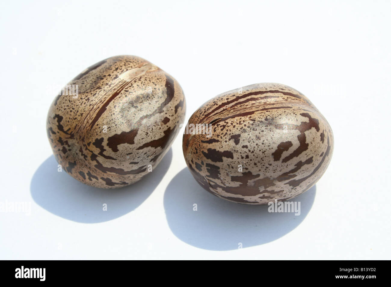 Two rubber tree seeds Stock Photo Alamy
