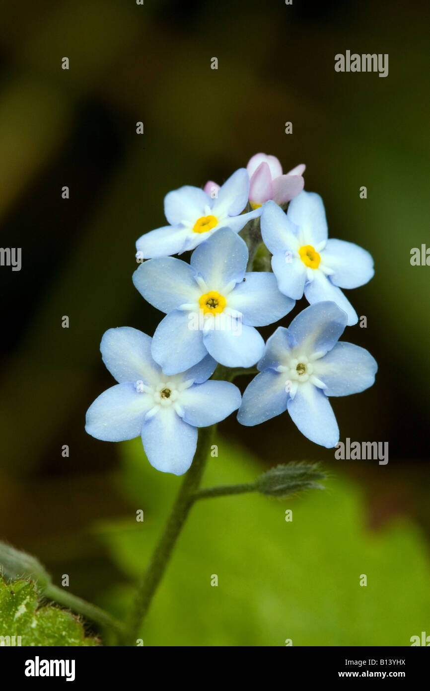 Wood Forgetmenot Myosotis sylvatica close-up of flower cluster Stock Photo