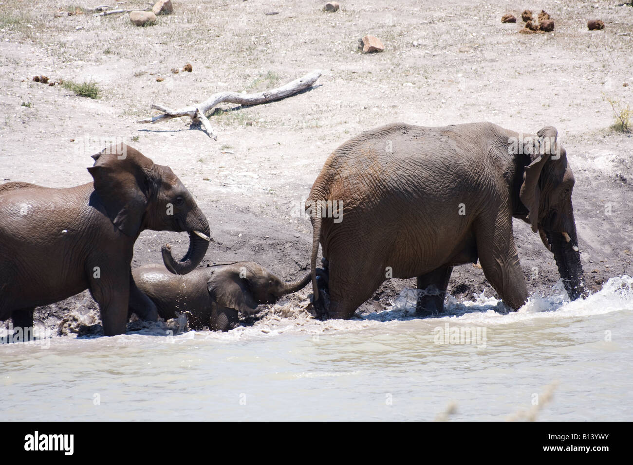 Elephants Holding Tails