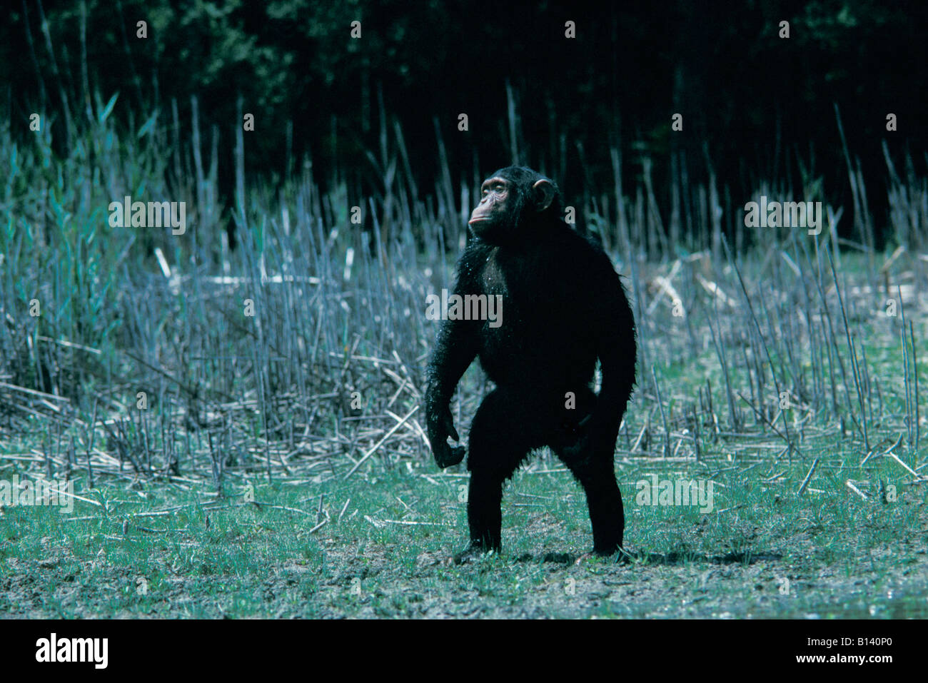Oestlicher Schimpanse Eastern Common Chimpanzee Pan troglodytes Affen Africa Afrika animals apes behaviour chimpanzé commun chim Stock Photo