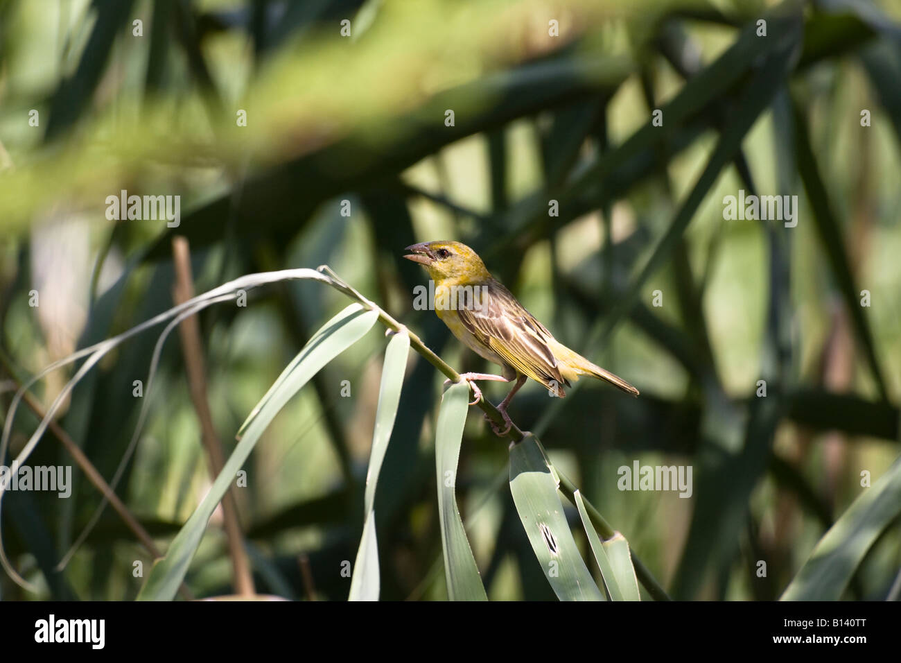 Female Masked Weaver Bird Watching Her Mate Build The Nest (ploceus 