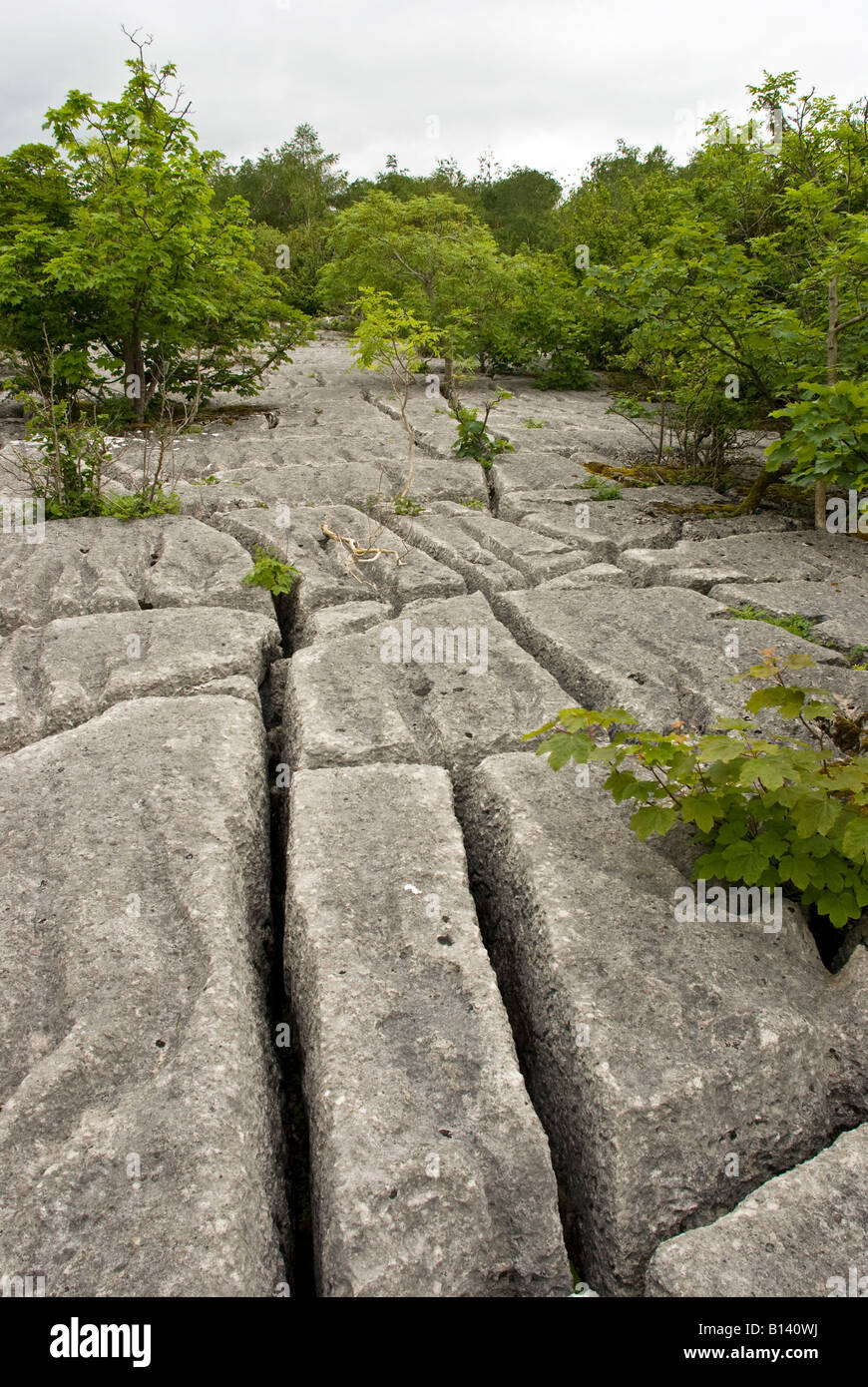 arnside and silverdale limestone pavement Stock Photo Alamy