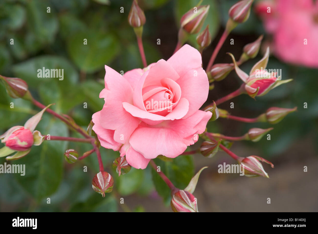 Rosa livia rose hi-res stock photography and images - Alamy