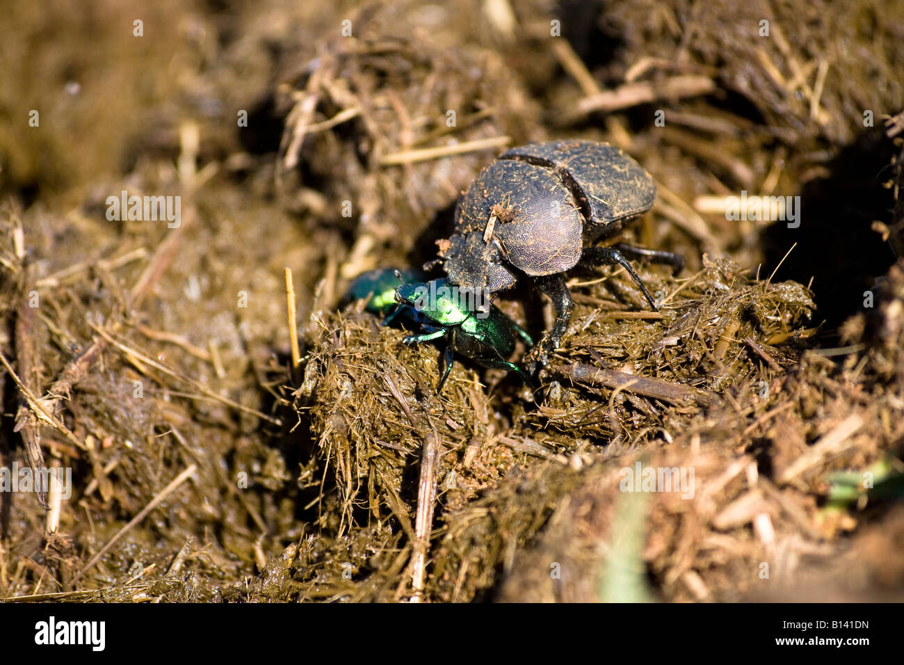 Green Dung Beetle (Garreta nitens) and Dung Beetle  (Scarabaeoidea) - South Africa Stock Photo